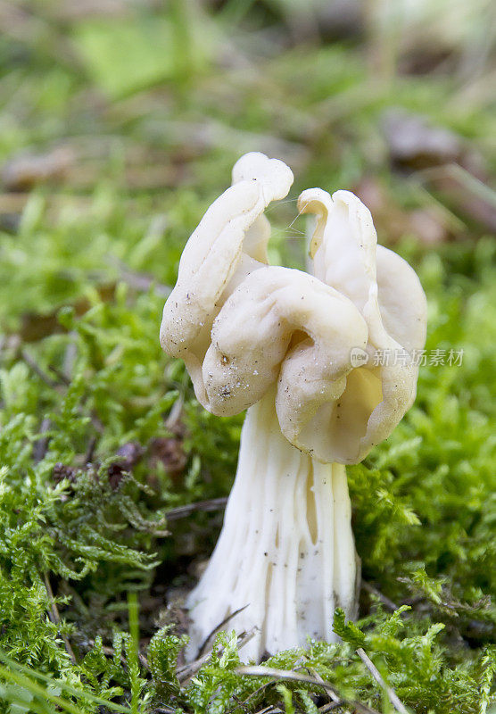 白马鞍菇(Helvella crispa)